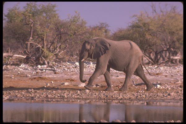 107045 African Elephant Striding A4 Photo Print