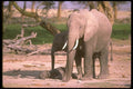 107046 African Elephants With Small Calf A4 Photo Print