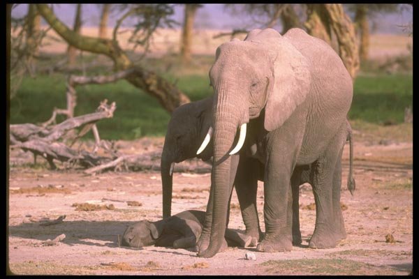 107046 African Elephants With Small Calf A4 Photo Print