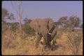 107047 African Elephant Threat Display A4 Photo Print