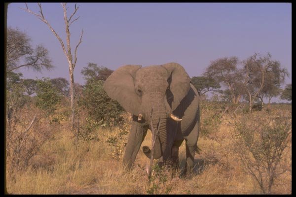 107047 African Elephant Threat Display A4 Photo Print