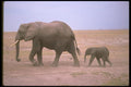 107048 African Elephant With Small Calf A4 Photo Print