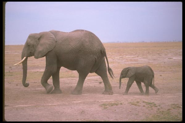 107048 African Elephant With Small Calf A4 Photo Print
