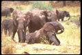 107049 African Elephants Dust Bathing A4 Photo Print