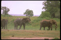 107050 African Elephants Feeding In Swamp A4 Photo Print