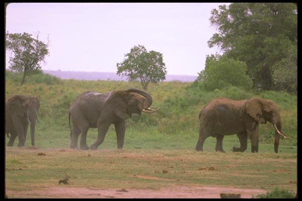 107050 African Elephants Feeding In Swamp A4 Photo Print