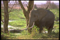 107051 African Elephant Feeding In Swamp A4 Photo Print