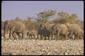107052 African Elephants A4 Photo Print