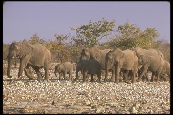 107052 African Elephants A4 Photo Print