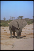 107053 African Elephant A4 Photo Print