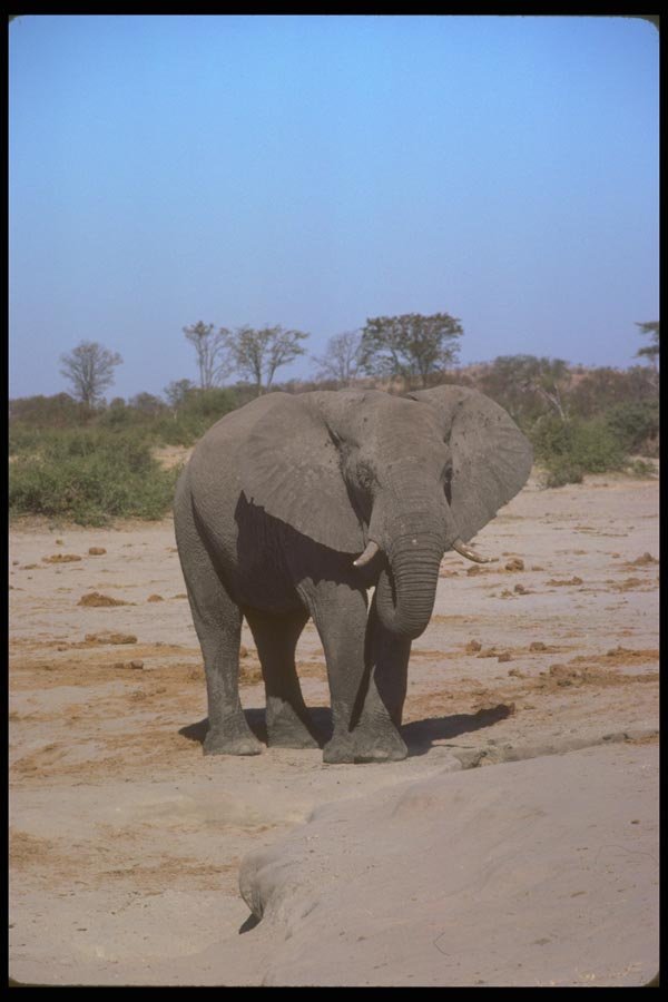 107053 African Elephant A4 Photo Print