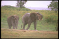 107054 African Elephants Feeding In Swamp A4 Photo Print