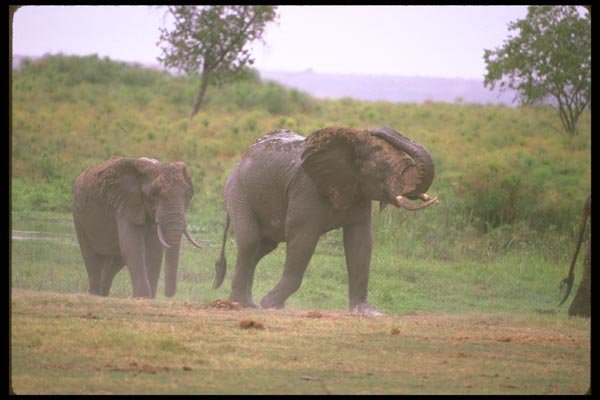 107054 African Elephants Feeding In Swamp A4 Photo Print