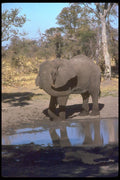 107055 African Elephant Bathing A4 Photo Print