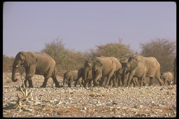 107056 African Elephants A4 Photo Print