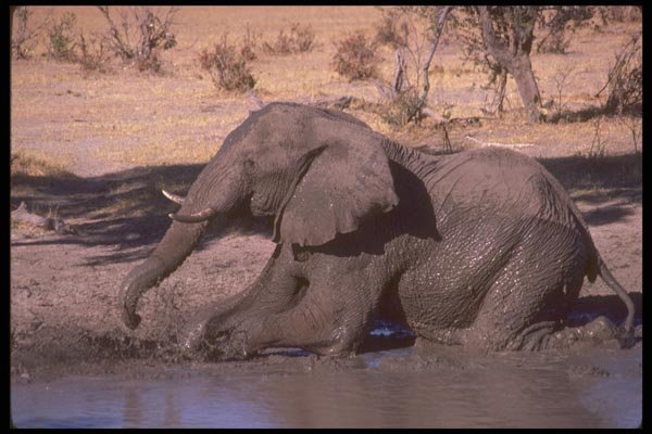107057 African Elephant Mud Bathing A4 Photo Print