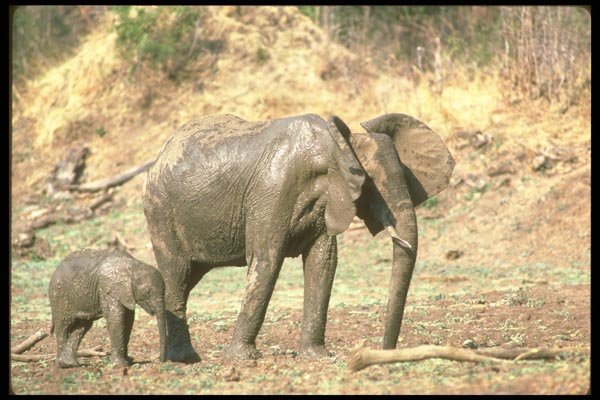 107058 African Elephant Cow Fanning Ears To Thermoregulate A4 Photo Print