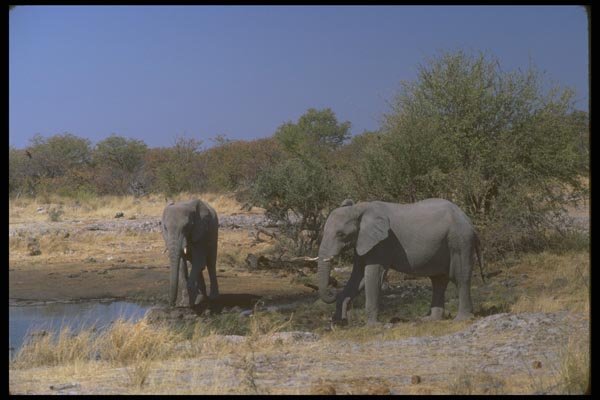 107059 African Elephants A4 Photo Print