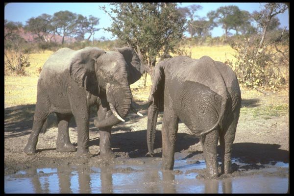 107060 African Elephants Confrontation A4 Photo Print