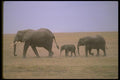 107061 African Elephants With Small Calf A4 Photo Print
