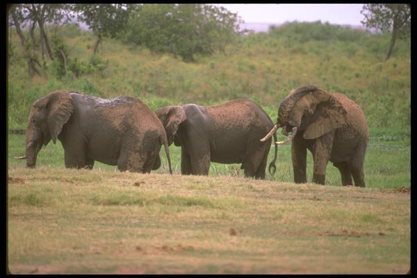 107062 African Elephants Feeding In Swamp A4 Photo Print