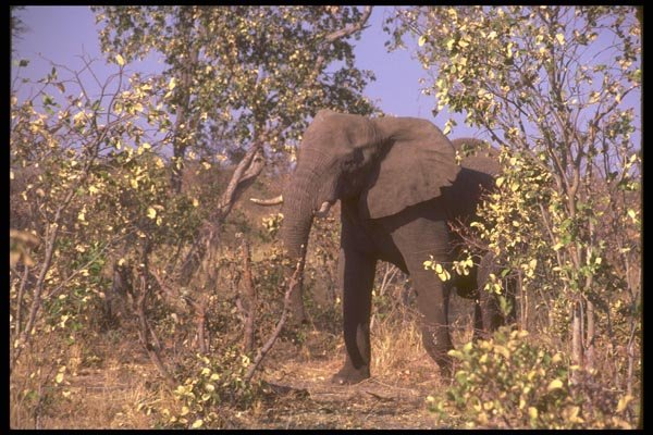 107063 African Elephant A4 Photo Print