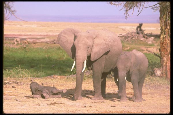 107064 African Elephants With Small Calf A4 Photo Print
