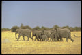 107065 African Elephants A4 Photo Print