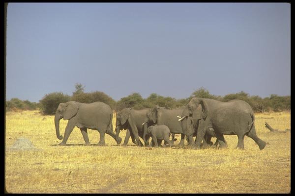 107065 African Elephants A4 Photo Print