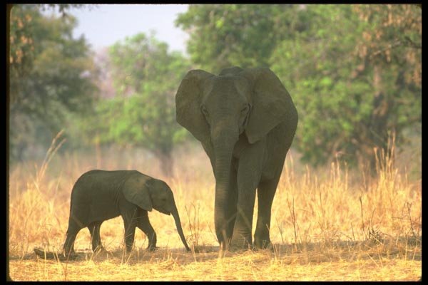 107066 African Elephant Cow With Small Calf A4 Photo Print