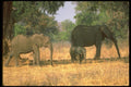 107067 African Elephants With Small Calf A4 Photo Print