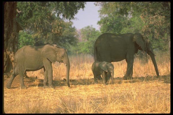 107067 African Elephants With Small Calf A4 Photo Print