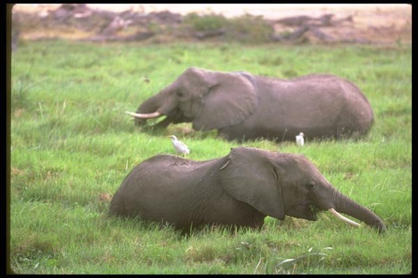 107068 African Elephants Feeding In Swamp A4 Photo Print