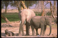 107069 African Elephants With Small Calf A4 Photo Print