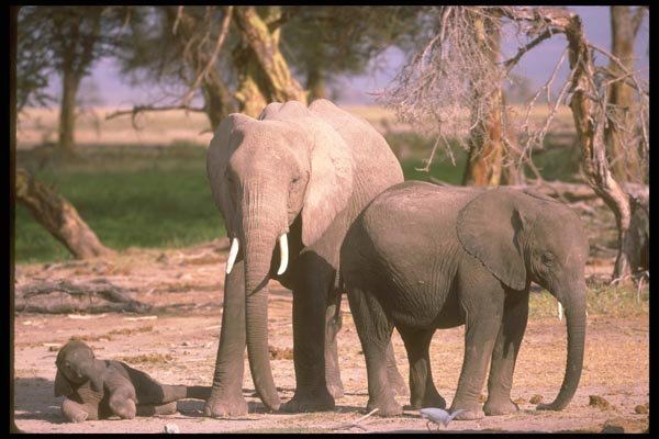 107069 African Elephants With Small Calf A4 Photo Print