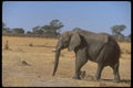 107070 African Elephant A4 Photo Print
