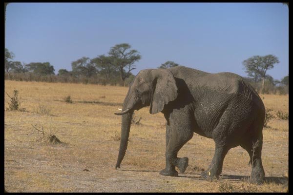 107070 African Elephant A4 Photo Print