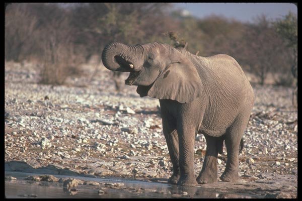107071 African Elephant Drinking A4 Photo Print