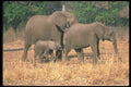 107072 African Elephants With Small Calf A4 Photo Print