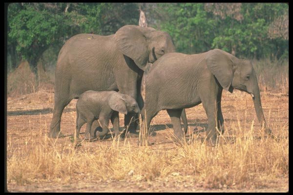 107072 African Elephants With Small Calf A4 Photo Print