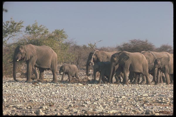 107073 African Elephants Breeding Herd A4 Photo Print