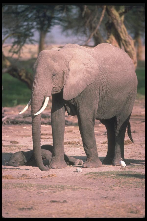 107074 African Elephant With Small Calf A4 Photo Print