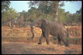 107075 African Elephant A4 Photo Print
