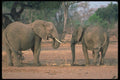 107076 African Elephants A4 Photo Print