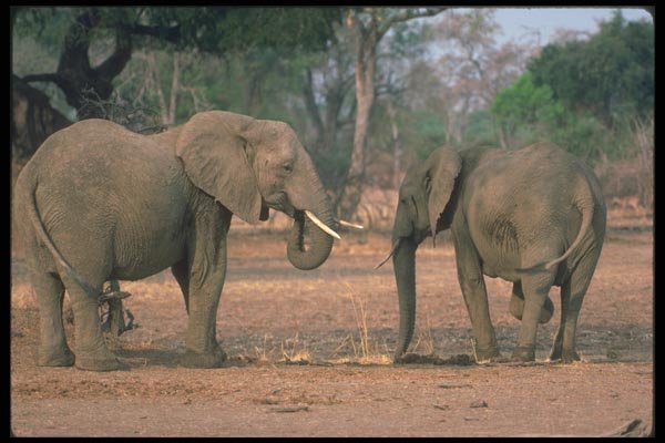 107076 African Elephants A4 Photo Print