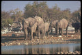 107077 African Elephants Breeding Herd Coming To Water A4 Photo Print