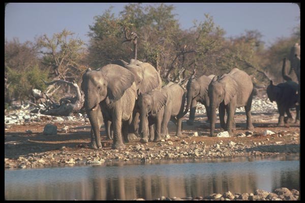 107077 African Elephants Breeding Herd Coming To Water A4 Photo Print