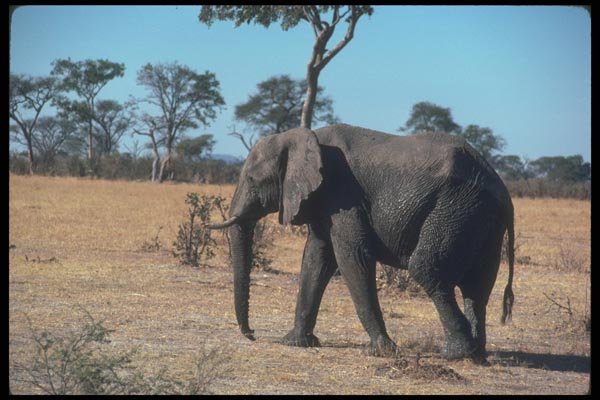 107078 African Elephant A4 Photo Print