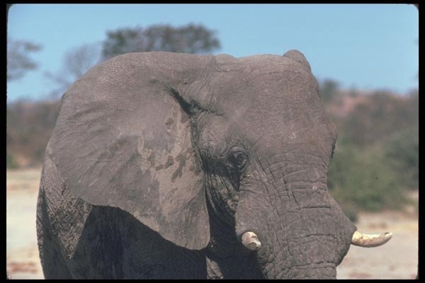 107079 African Elephant A4 Photo Print