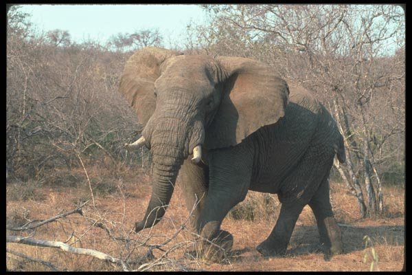 107080 African Elephant Big Bull Threatening Charging A4 Photo Print